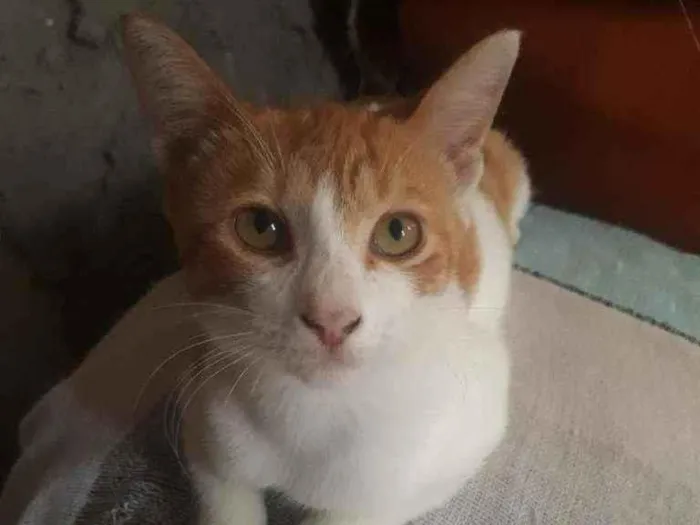 Gato ra a Misturada  idade 3 anos nome Sol