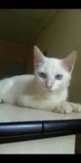 Filhotes