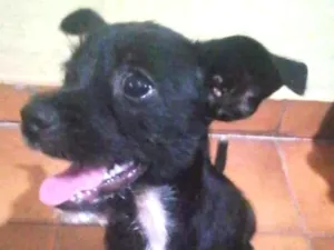 Cachorro raça  idade  nome Jordan