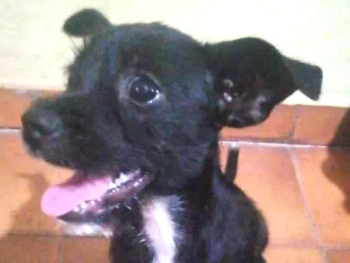 Cachorro ra a  idade  nome Jordan