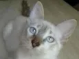 Simba