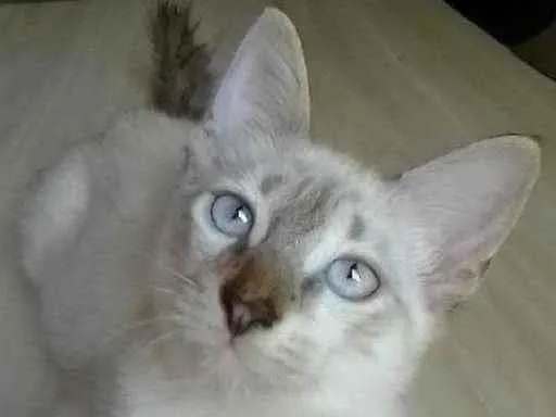 Gato ra a Sem raça definida idade 2 a 6 meses nome Simba