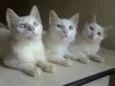Filhotes 