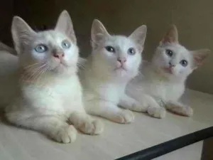 Gato raça Sem raça definida idade 2 a 6 meses nome Filhotes 