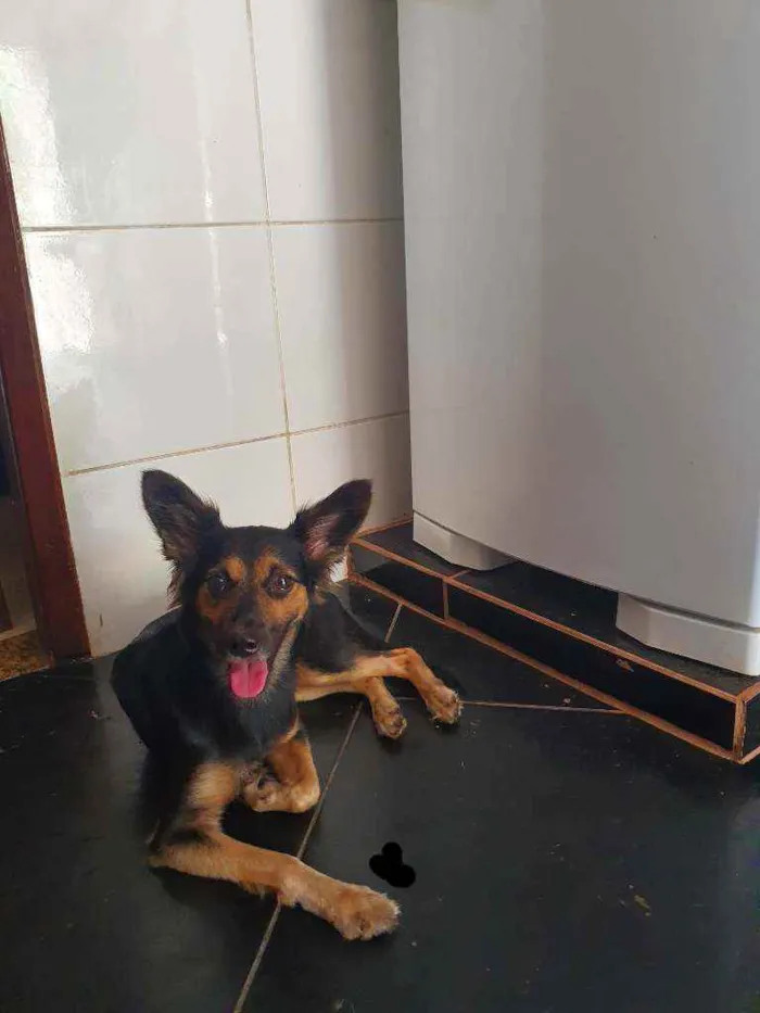 Cachorro ra a Srd mestiço  idade 7 a 11 meses nome Ravena