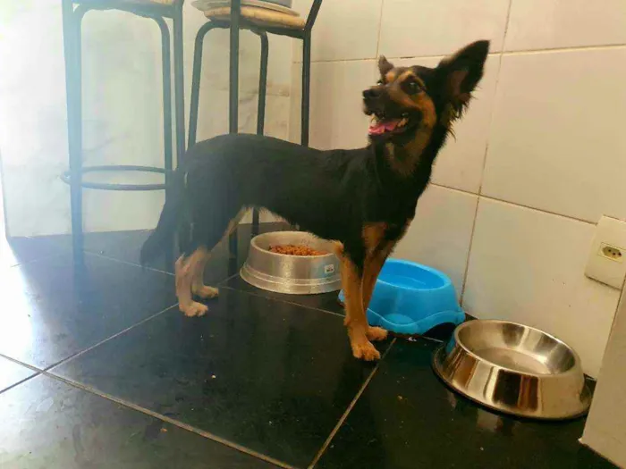 Cachorro ra a Srd mestiço  idade 7 a 11 meses nome Ravena