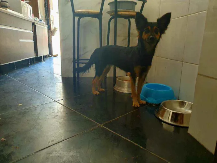 Cachorro ra a Srd mestiço  idade 7 a 11 meses nome Ravena