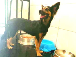 Cachorro raça Srd mestiço  idade 7 a 11 meses nome Ravena