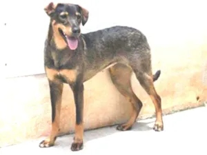 Cachorro raça Vira lata  idade 1 ano nome Mary