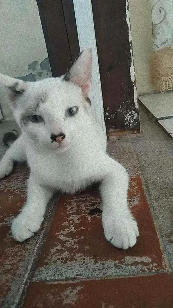 Gato ra a Não sei idade 7 a 11 meses nome Não sei