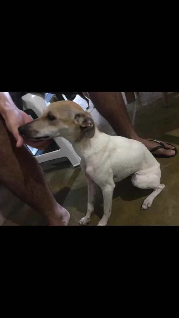 Cachorro raça Srd idade 2 a 6 meses nome Manchinha 