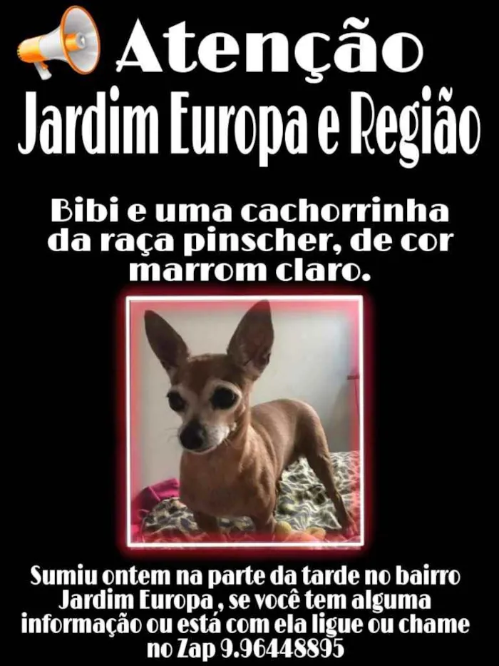 Cachorro ra a Pincher 0 idade 6 ou mais anos nome Bibi