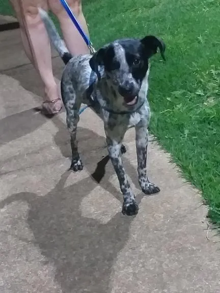 Cachorro ra a SRD-ViraLata idade 2 anos nome Cookie