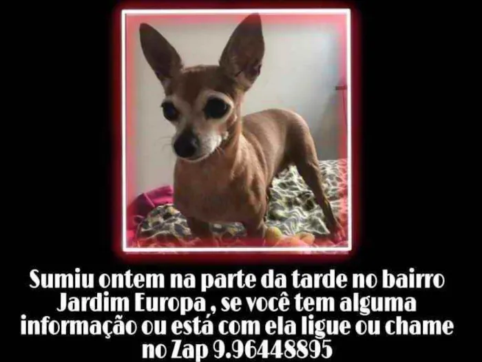 Cachorro ra a Pincher 0 idade 6 ou mais anos nome Bibi