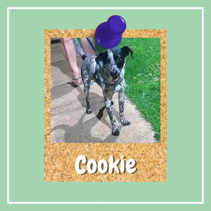 Cachorro ra a SRD-ViraLata idade 2 anos nome Cookie