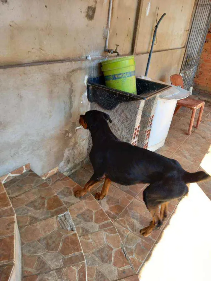 Cachorro ra a Rotweiller idade 5 anos nome Ayron 