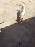 Lupita e lua