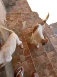Lupita e lua