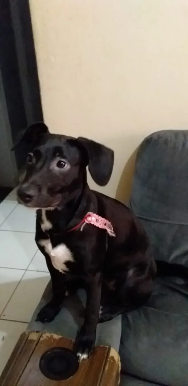 Cachorro ra a  idade 7 a 11 meses nome Lilith