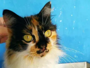 Gato raça SRD idade 1 ano nome Princesa