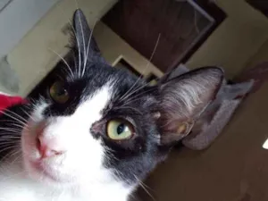 Gato raça Não sei idade 7 a 11 meses nome Não sei