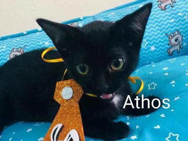 Gato raça Sem raça definida idade 2 a 6 meses nome Filhotes para Adoção