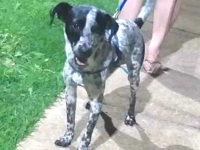 Cachorro ra a SRD-ViraLata idade 2 anos nome Cookie