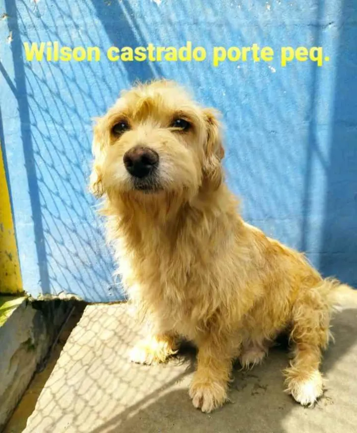 Cachorro ra a SRD idade 2 anos nome Wilson