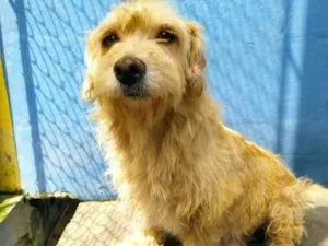 Cachorro raça SRD idade 2 anos nome Wilson