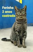 Ferinha