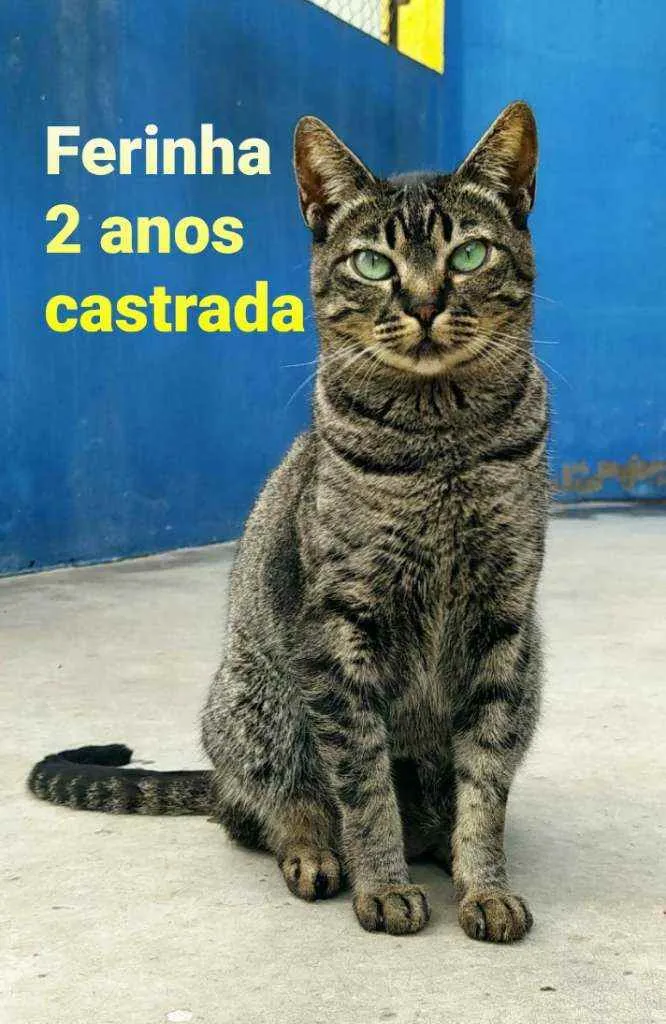 Gato ra a SRD idade 2 anos nome Ferinha