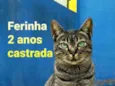 Ferinha