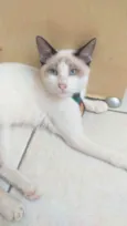 Gato raça SRD idade 2 a 6 meses nome Snow