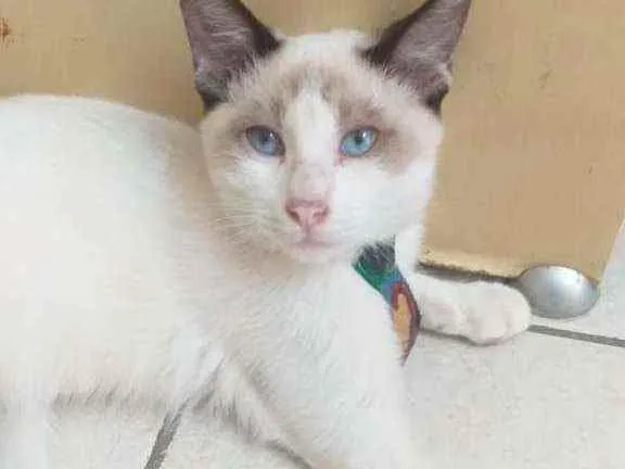 Gato raça SRD idade 2 a 6 meses nome Snow