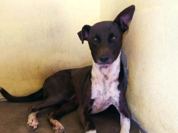 Cachorro ra a SRD idade 2 anos nome SAFIRA