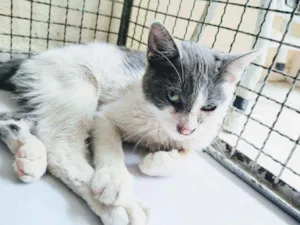 Gato raça SRD idade 2 a 6 meses nome Tom