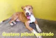 Gustavo