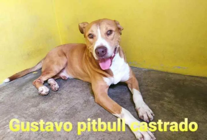 Cachorro ra a pit bull idade 2 anos nome Gustavo