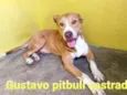 Gustavo