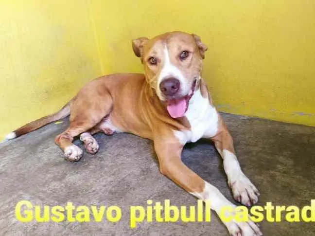 Cachorro ra a pit bull idade 2 anos nome Gustavo