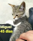 Pingo 