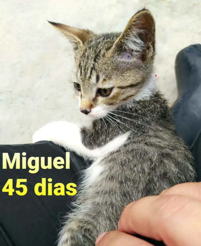 Gato ra a SRD idade 2 a 6 meses nome Pingo 