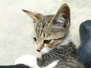 Gato raça SRD idade 2 a 6 meses nome Pingo 