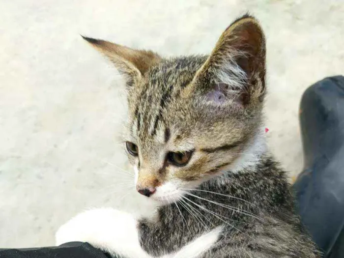 Gato ra a SRD idade 2 a 6 meses nome Pingo 