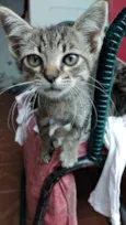 3 gatinhos