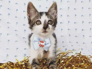 Gato raça SRD idade Abaixo de 2 meses nome NOAH 