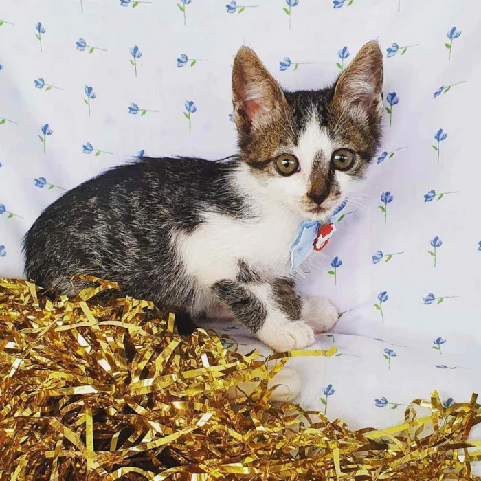 Gato ra a SRD idade Abaixo de 2 meses nome NOAH 