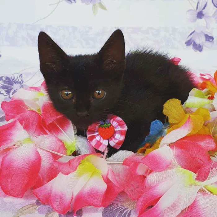 Gato ra a SRD idade Abaixo de 2 meses nome AYLA 