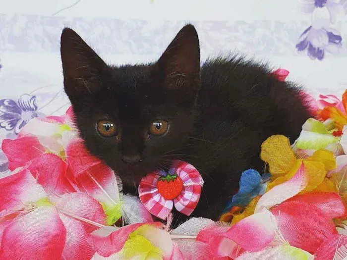 Gato ra a SRD idade Abaixo de 2 meses nome AYLA 