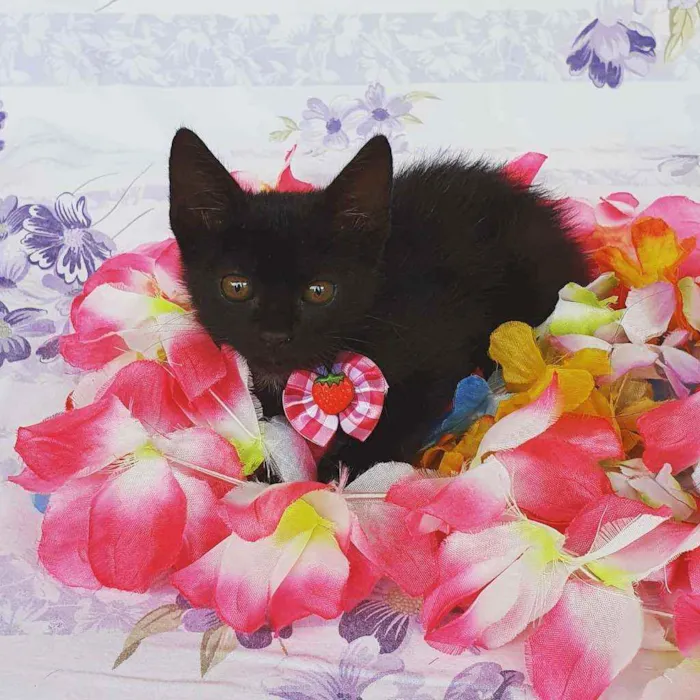 Gato ra a SRD idade Abaixo de 2 meses nome AYLA 